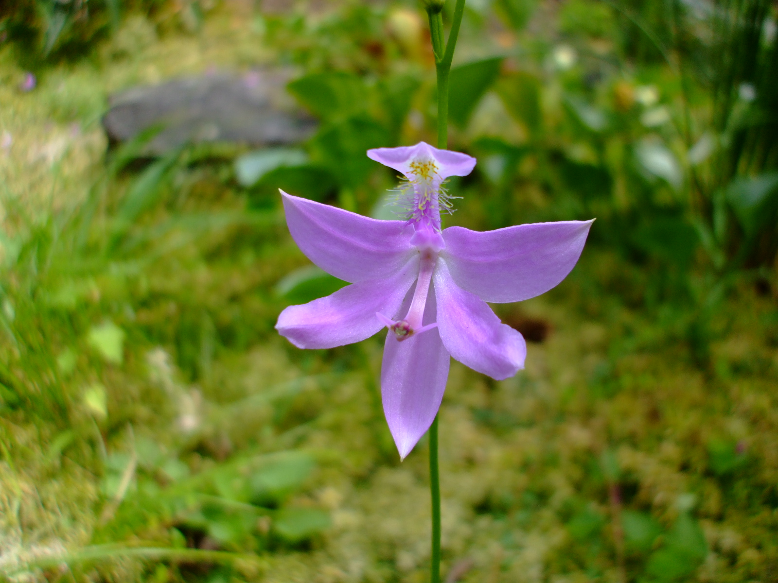 Calopogon tuberosus